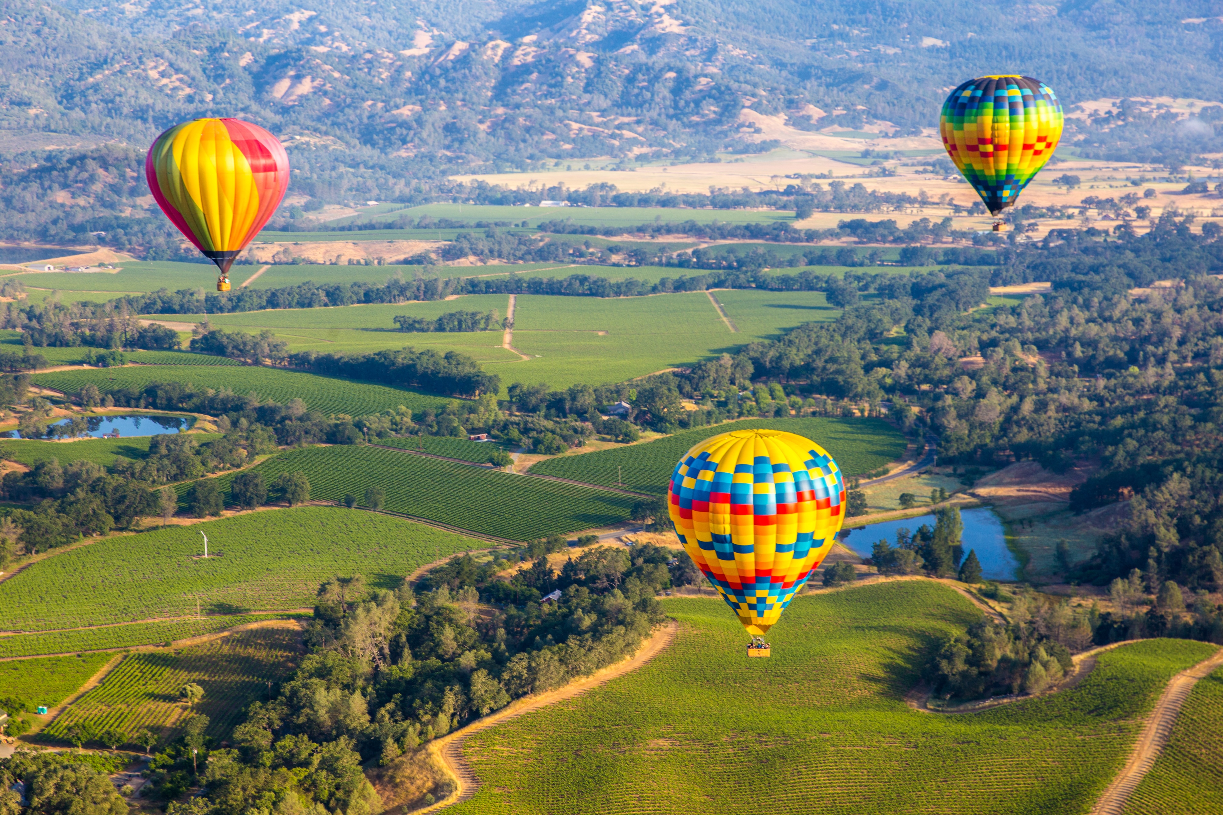 Napa Valley Wine Experience