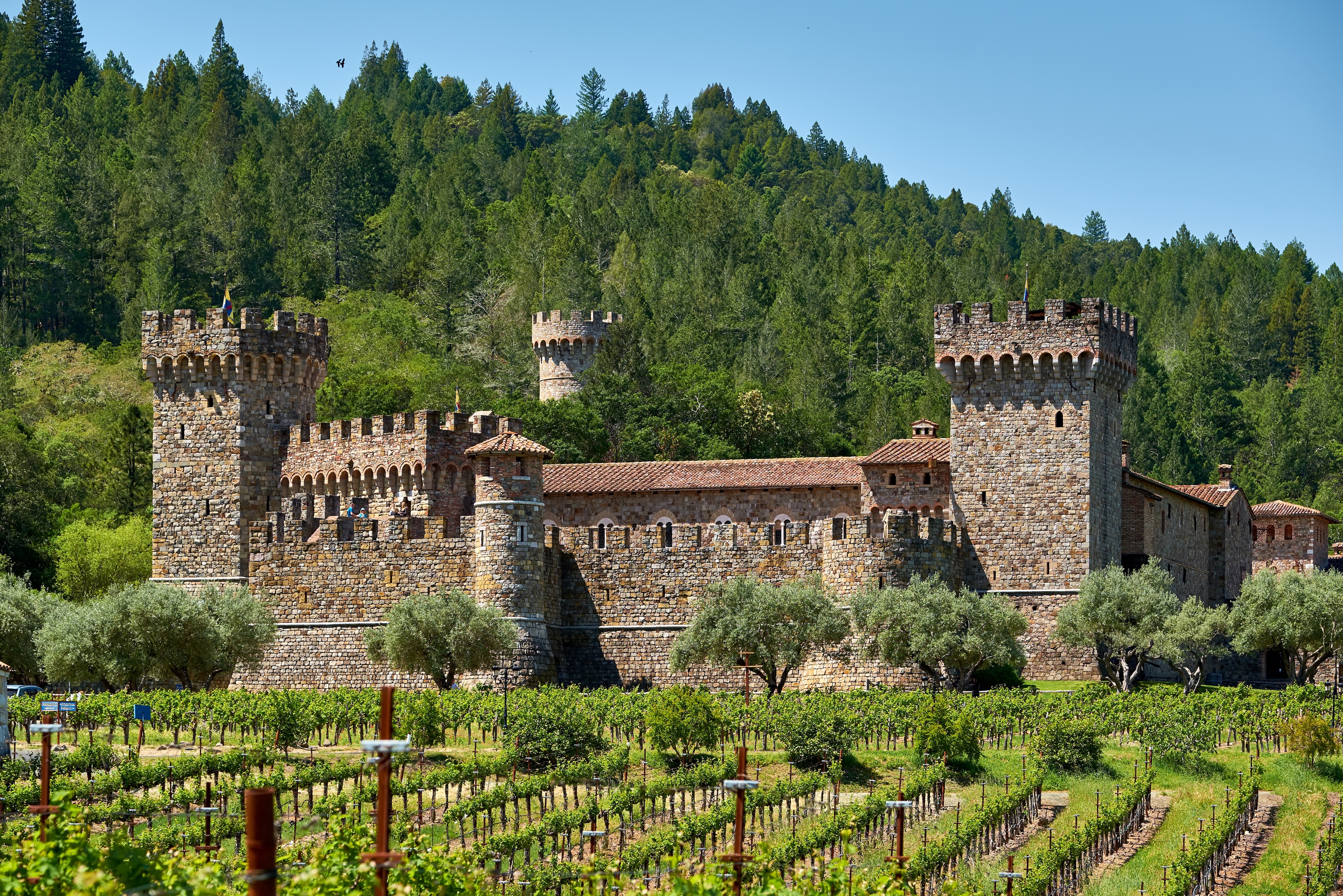 Napa Valley Exploration & Return to San Francisco